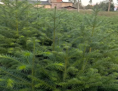 1774413444629734.jpg 刺杉苗2.jpg