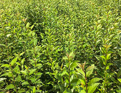 1774413451520272.jpg 大叶女贞苗.jpg