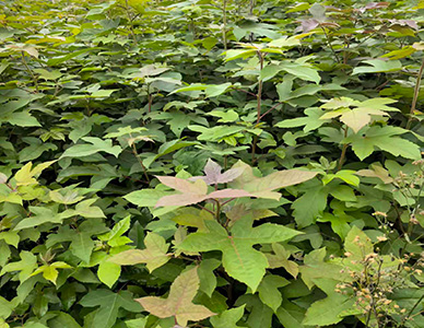 枫香苗1.jpg